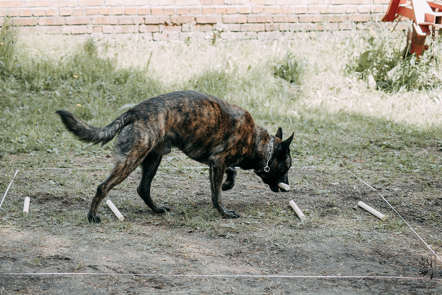 Разыскные собаки