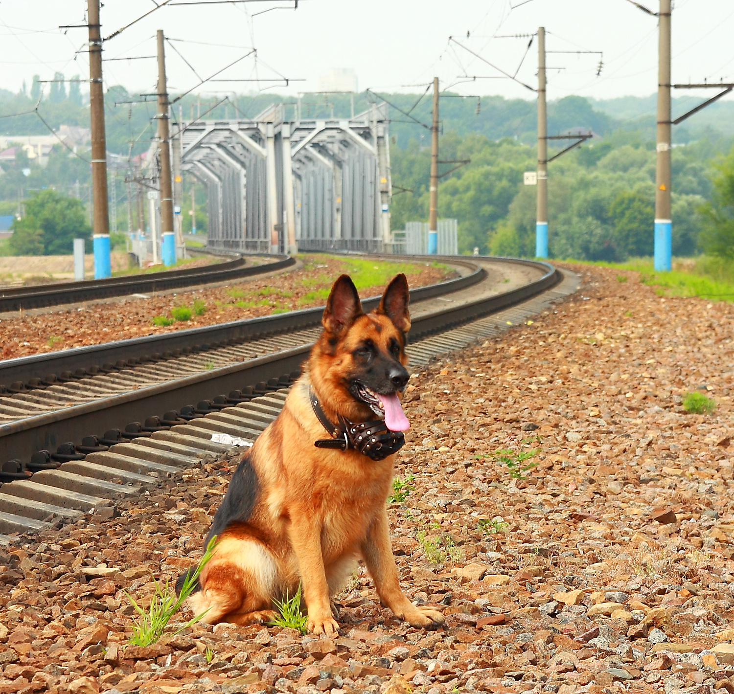Разыскные собаки