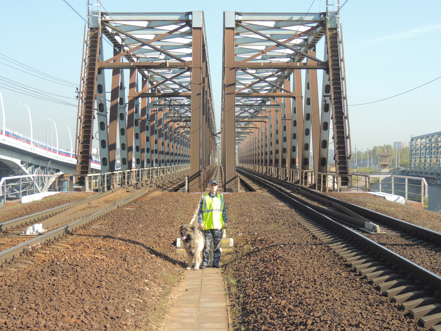 Разыскные собаки