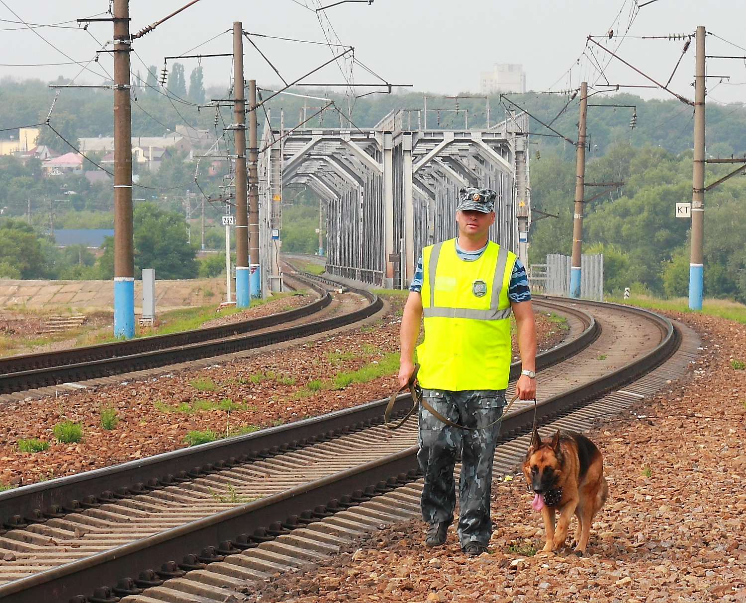 Разыскные собаки