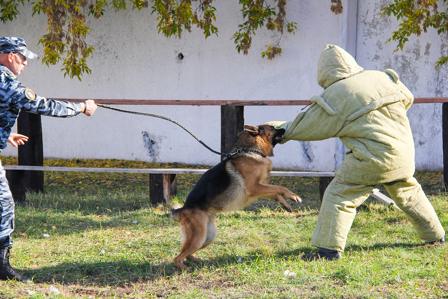 Услуги по кинологии