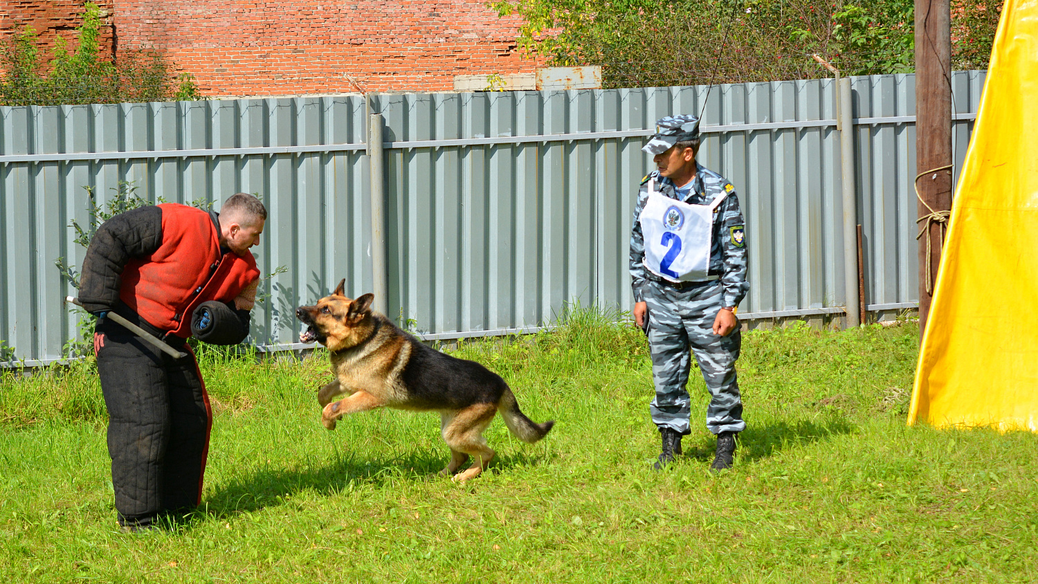 Караульные собаки