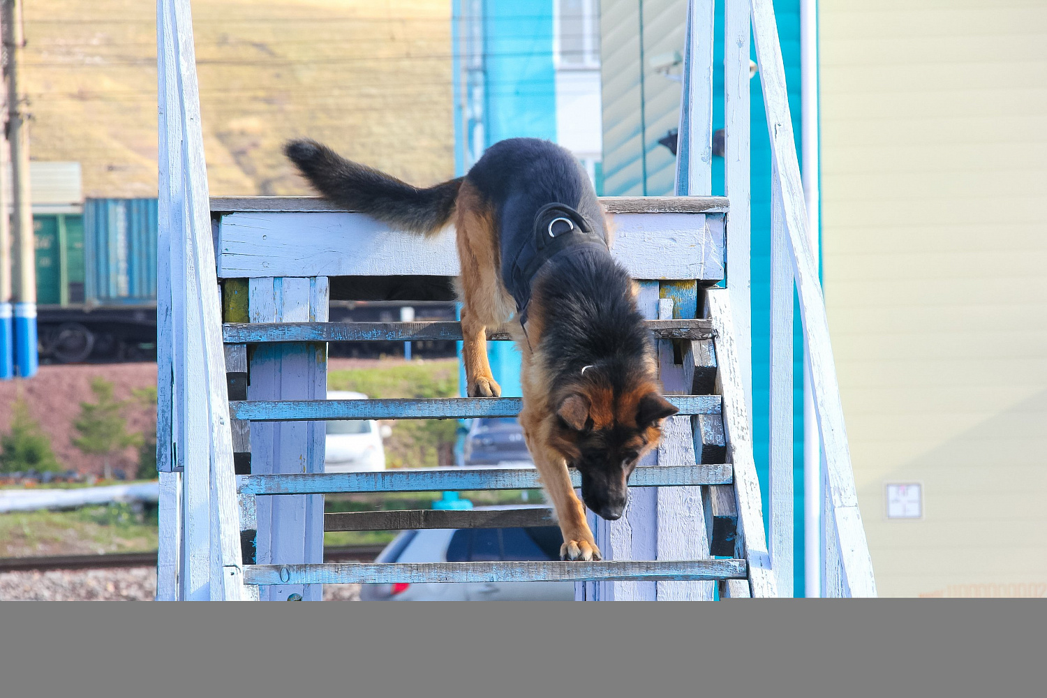 Услуги по кинологии