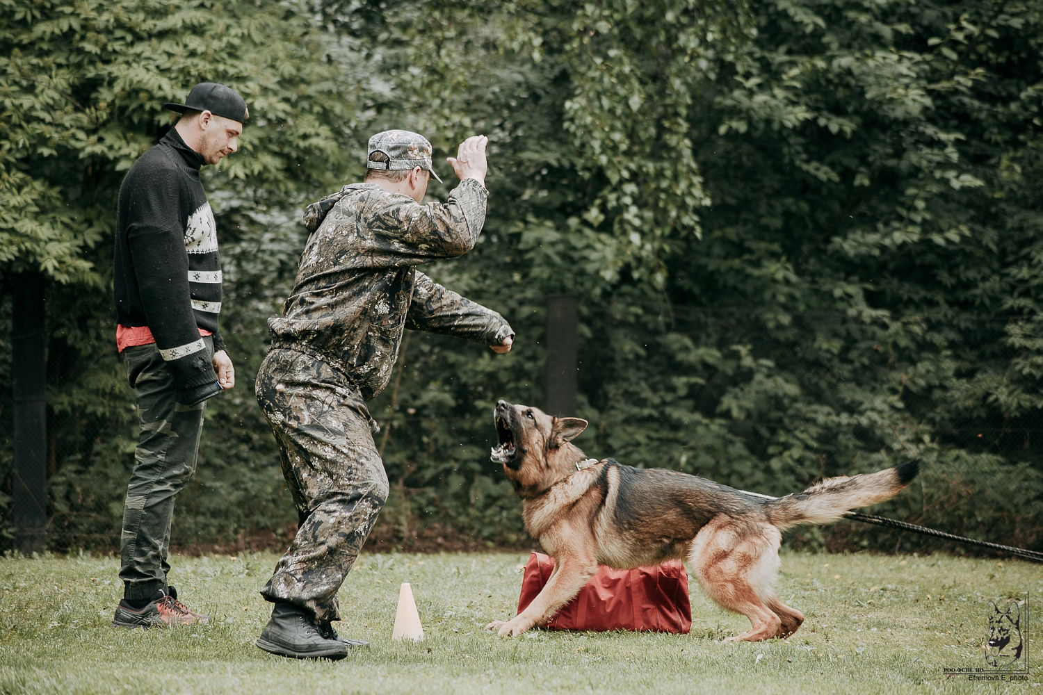 Караульные собаки