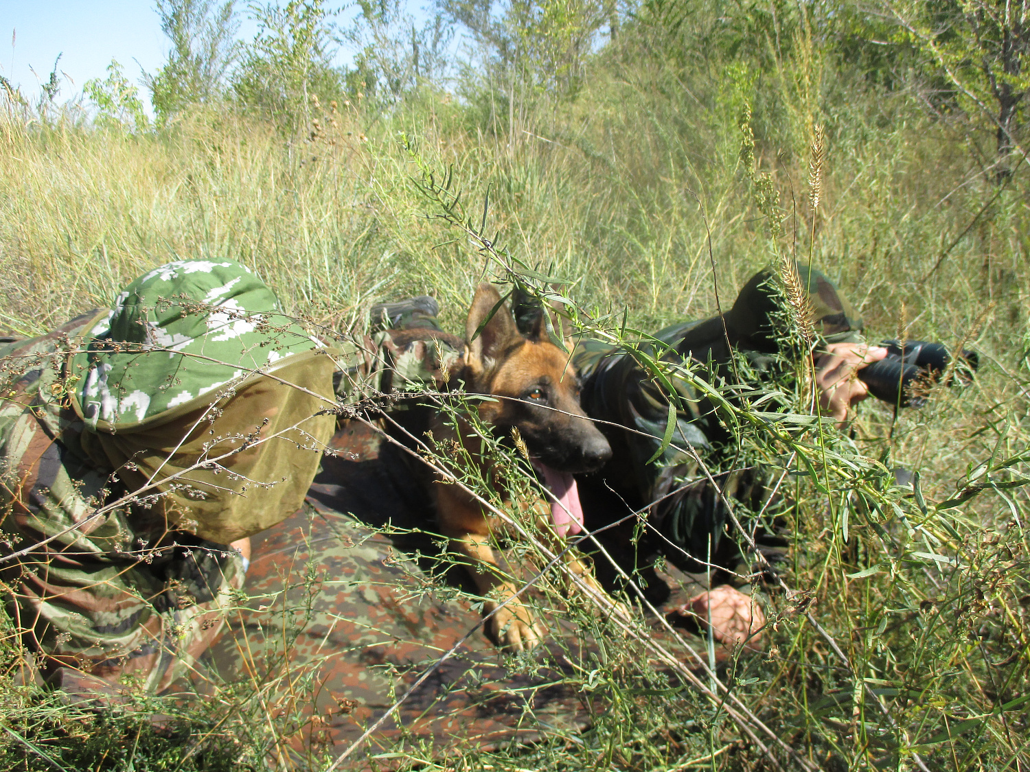 Разыскные собаки