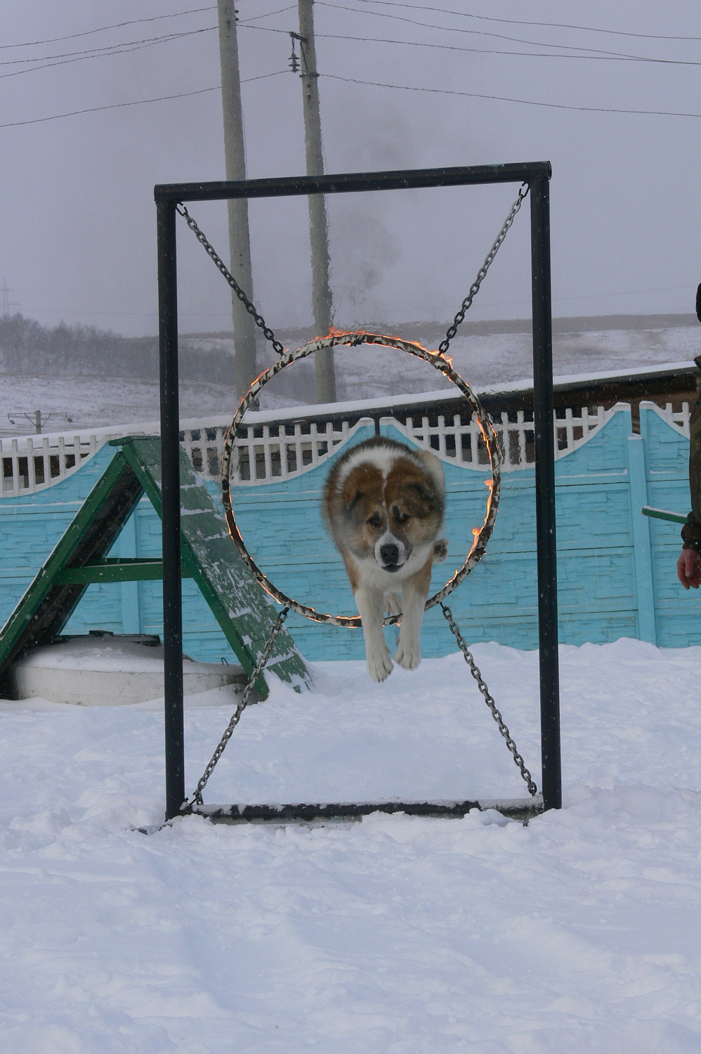 Караульные собаки
