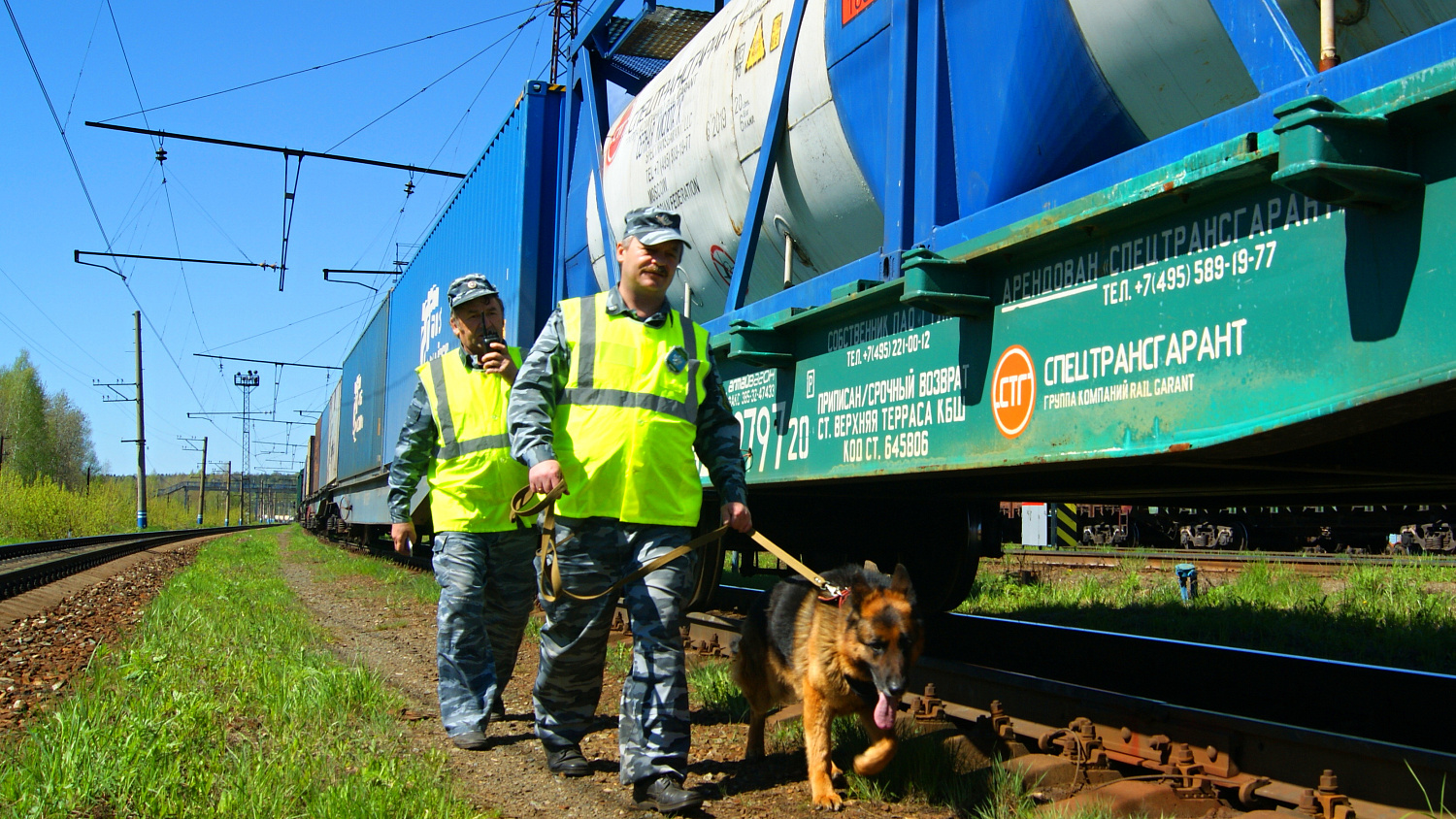 Разыскные собаки