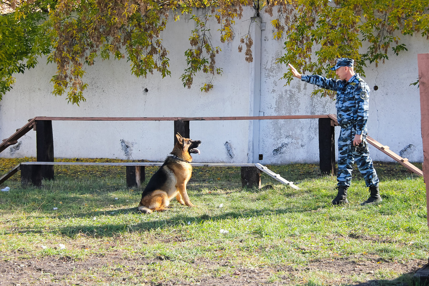 Услуги по кинологии