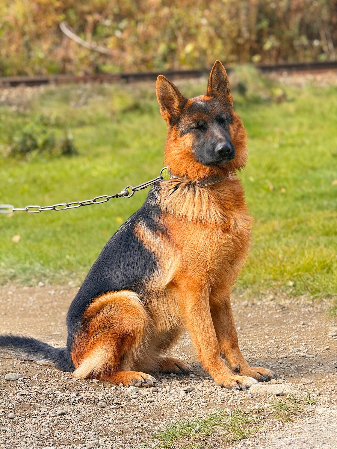 Караульные собаки