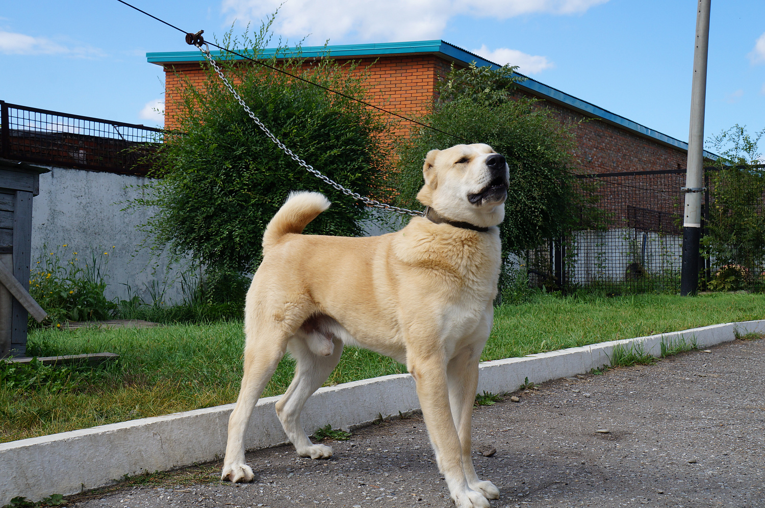 Караульные собаки