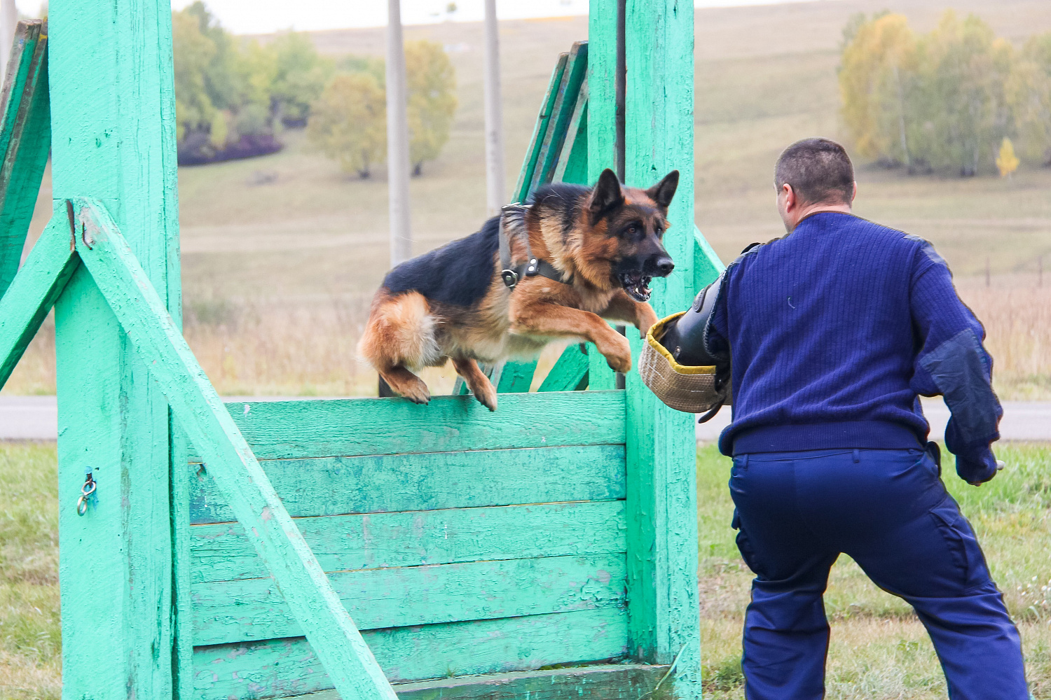 Услуги по кинологии