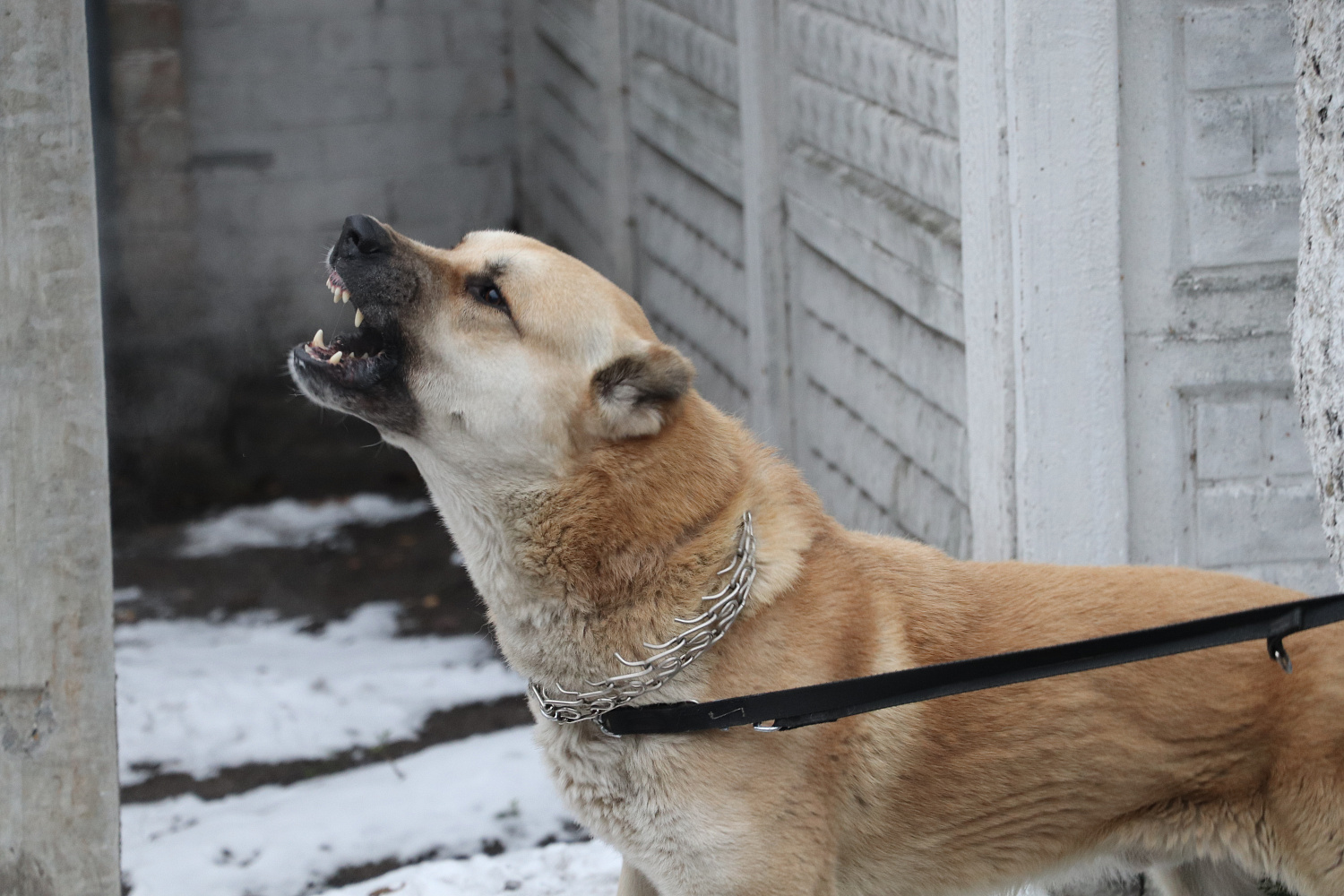 Караульные собаки