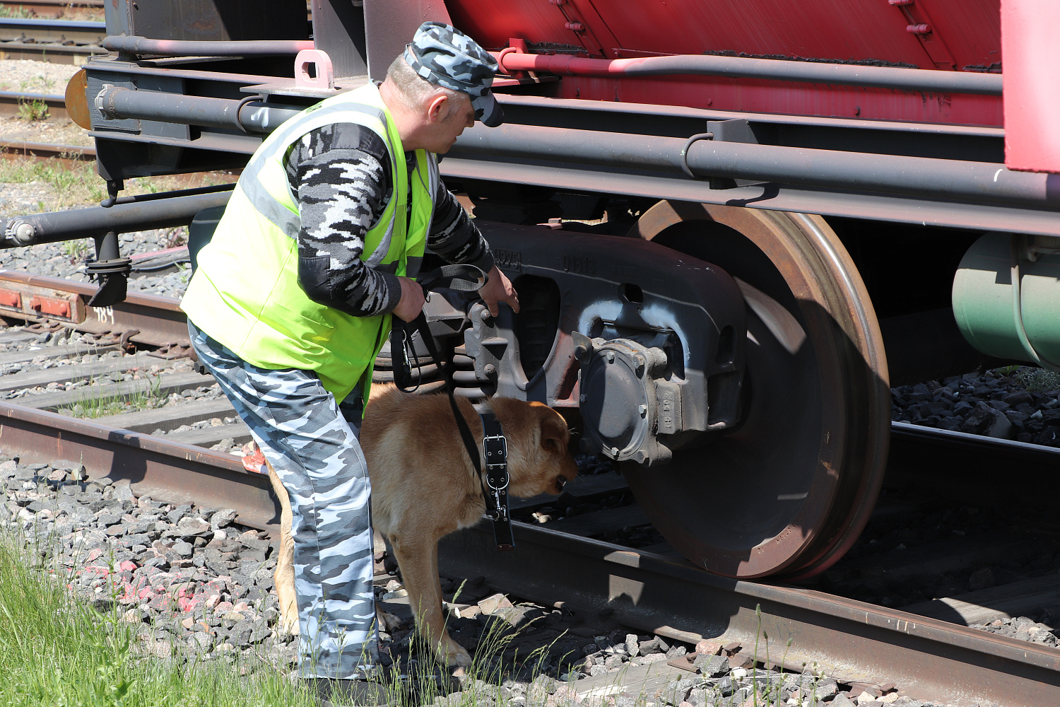Разыскные собаки