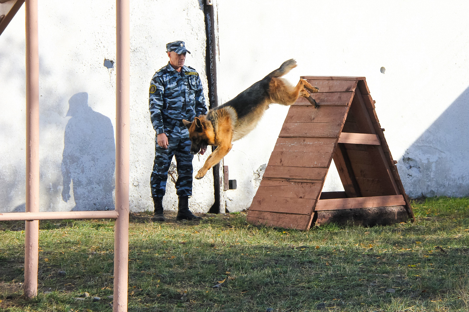 Услуги по кинологии