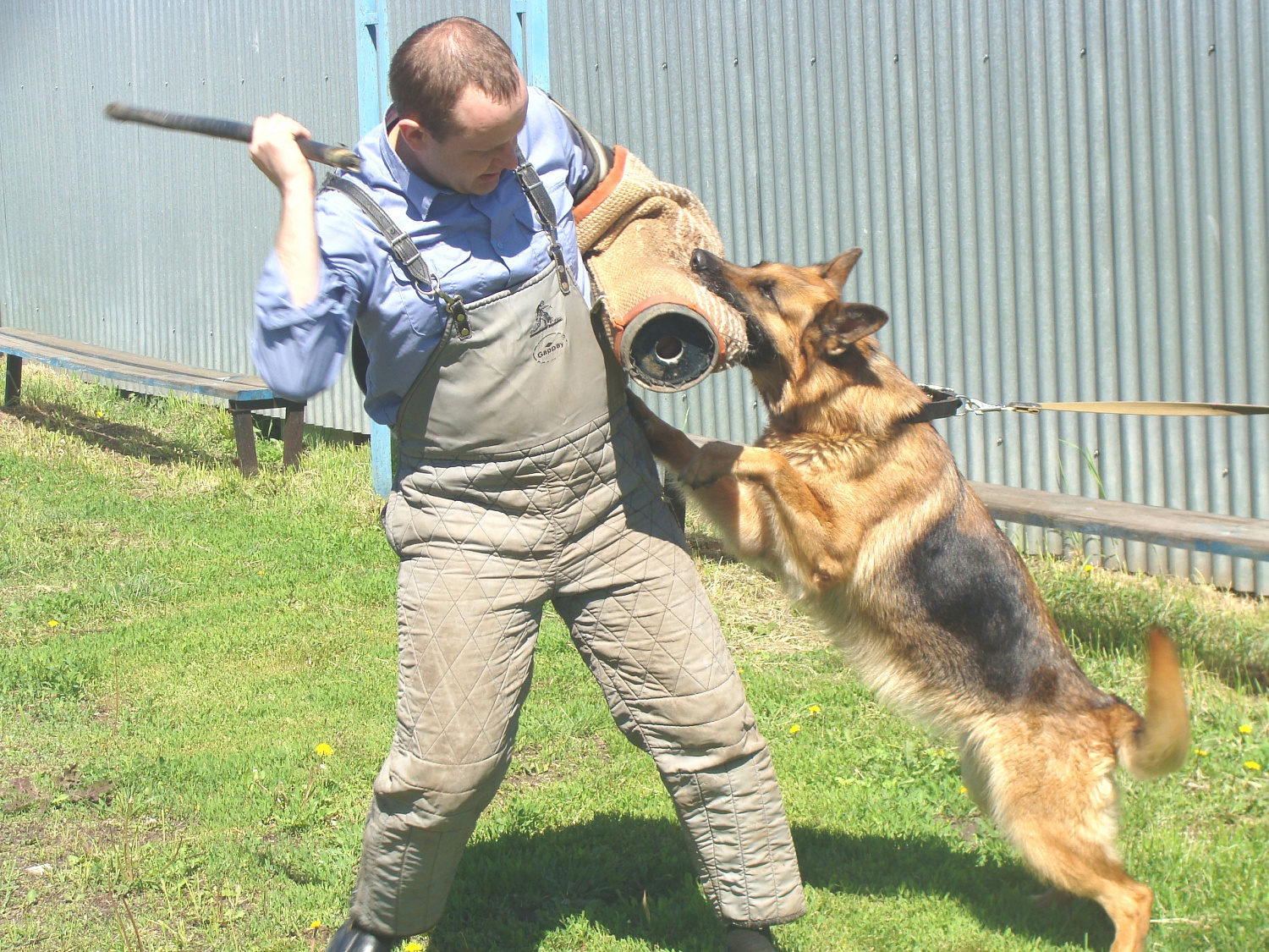 Услуги по кинологии