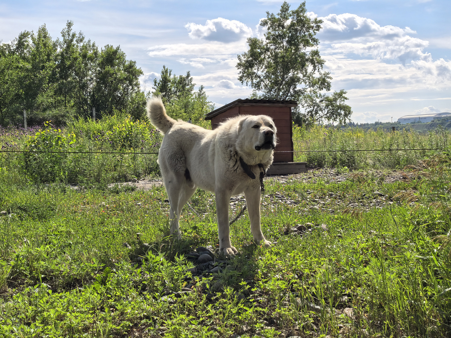 Караульные собаки